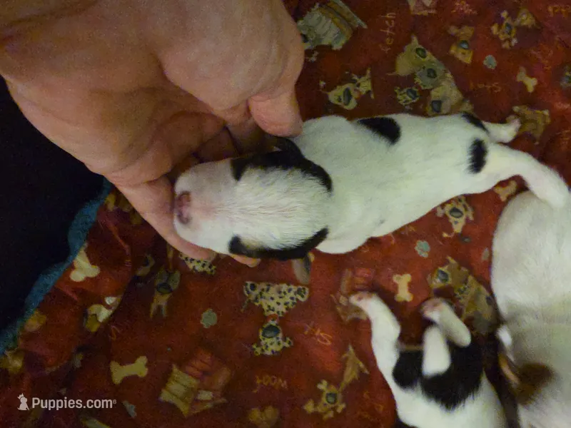 Boy 3 – Jack Russell Terrier puppy for sale in Palestine, TX