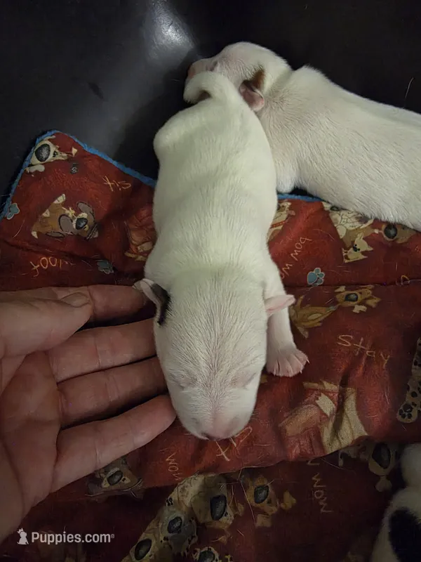 Girl 2 – Jack Russell Terrier puppy for sale in Palestine, TX