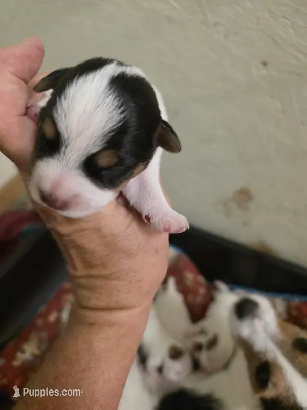 Girl 1 – Jack Russell Terrier puppy for sale in Palestine, TX