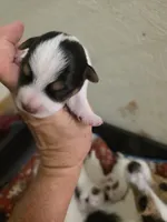 Girl 1, a female Jack Russell Terrier for sale in Palestine, TX – 1 of 1