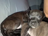 Nutty, a female American Pit Bull Terrier for sale in Conway, AR – 2 of 3