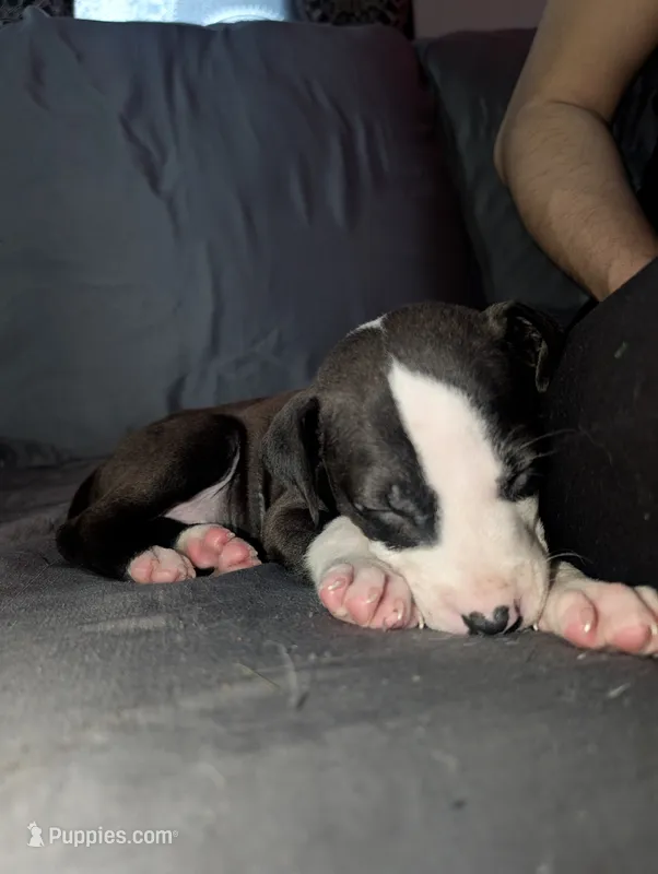 Smoky – American Pit Bull Terrier puppy for sale in Conway, AR