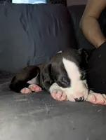Smoky, a female American Pit Bull Terrier for sale in Conway, AR – 1 of 2
