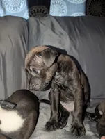 Toosauce, a female American Pit Bull Terrier for sale in Conway, AR – 2 of 4