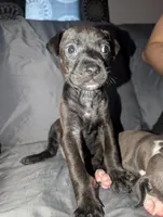 Toosauce, a female American Pit Bull Terrier for sale in Conway, AR – 4 of 4