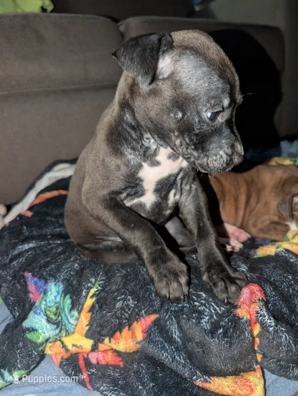 Nutty – American Pit Bull Terrier puppy for sale in Conway, AR