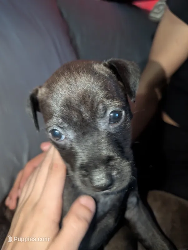 Toosauce – American Pit Bull Terrier puppy for sale in Conway, AR