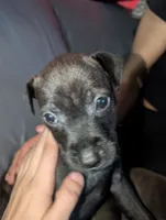 Toosauce, a female American Pit Bull Terrier for sale in Conway, AR – 1 of 4