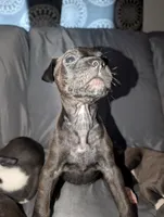 Toosauce, a female American Pit Bull Terrier for sale in Conway, AR – 3 of 4