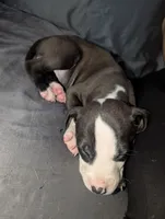 Smoky, a female American Pit Bull Terrier for sale in Conway, AR – 2 of 2
