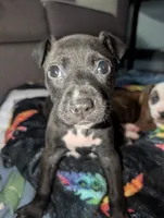 Nutty, a female American Pit Bull Terrier for sale in Conway, AR – 3 of 3