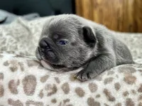 Orange, a male French Bulldog for sale in Menifee, CA – 2 of 3