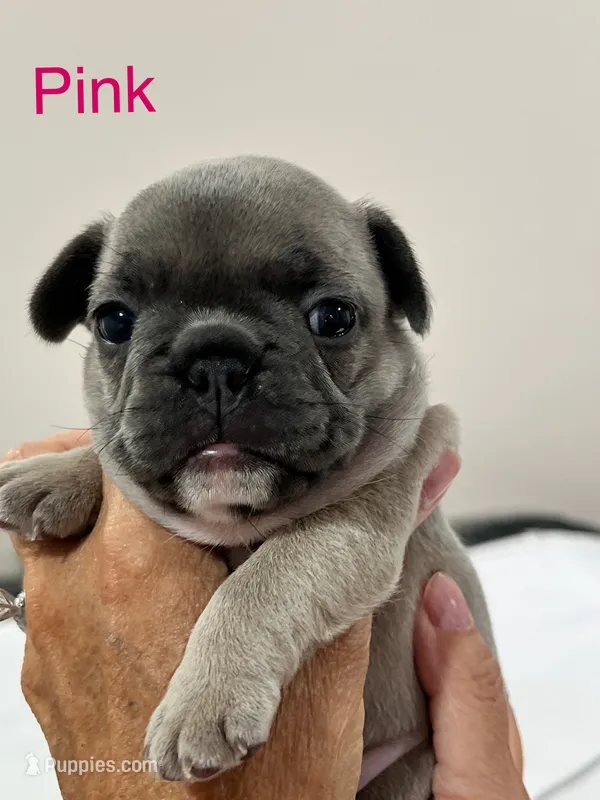 Pink – French Bulldog puppy for sale in Menifee, CA