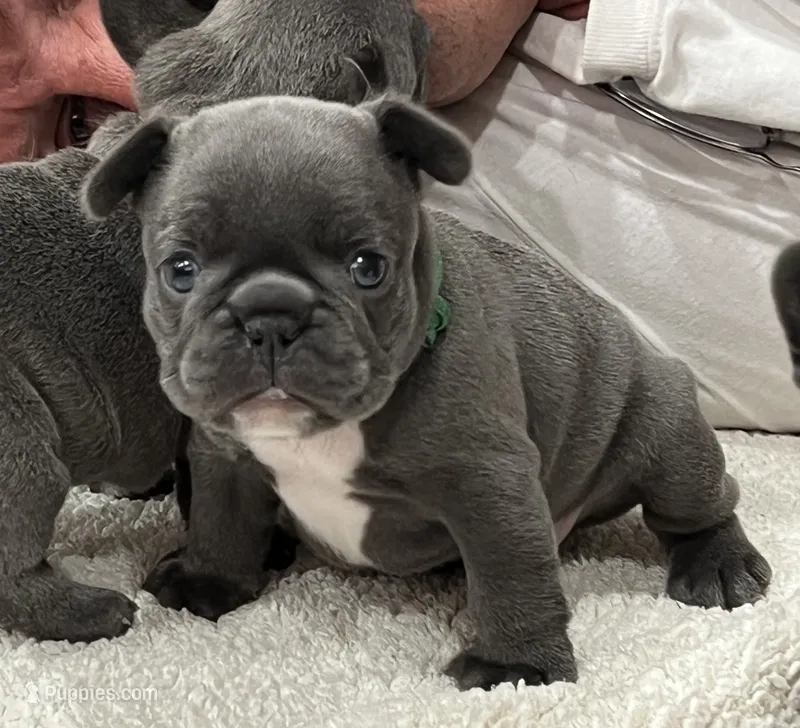 Green – French Bulldog puppy for sale in Menifee, CA