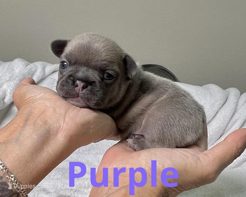 Purple – French Bulldog puppy for sale in Menifee, CA
