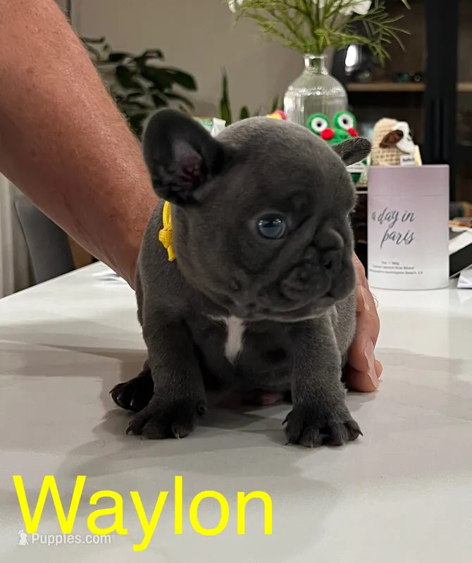 Yellow  – French Bulldog puppy for sale in Menifee, CA
