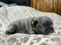 Green, a male French Bulldog for sale in Menifee, CA – 2 of 3