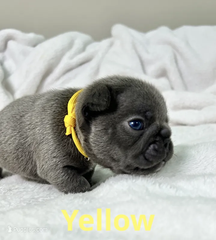 Yellow  – French Bulldog puppy for sale in Menifee, CA