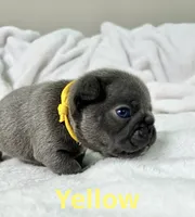 Yellow , a male French Bulldog for sale in Menifee, CA – 1 of 3