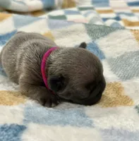 Pink, a female French Bulldog for sale in Menifee, CA – 2 of 2