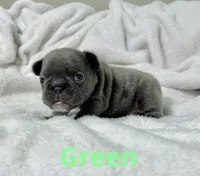 Green, a male French Bulldog for sale in Menifee, CA – 1 of 3