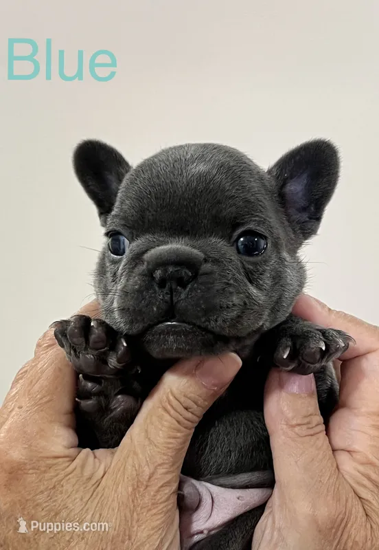 Blue – French Bulldog puppy for sale in Menifee, CA