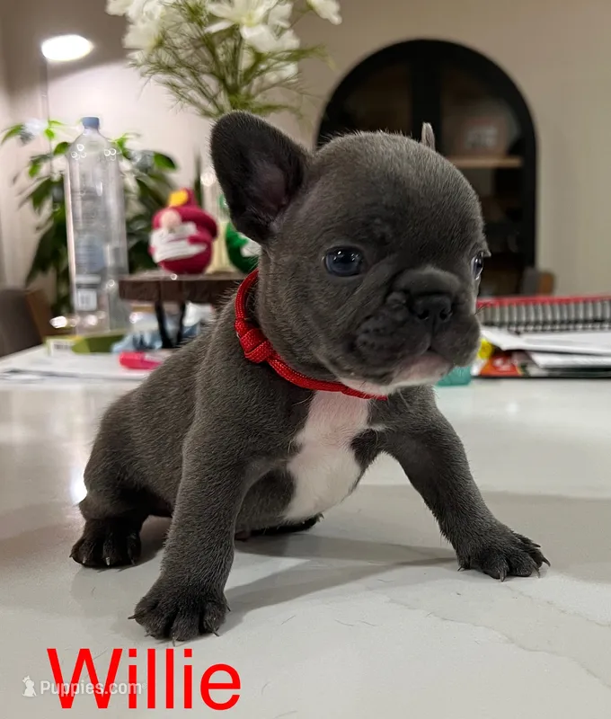 Orange – French Bulldog puppy for sale in Menifee, CA