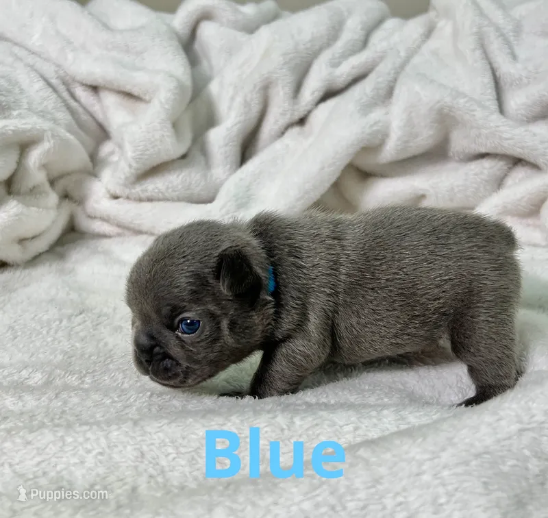 Blue – French Bulldog puppy for sale in Menifee, CA