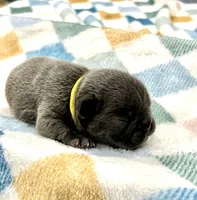 Yellow , a male French Bulldog for sale in Menifee, CA – 3 of 3