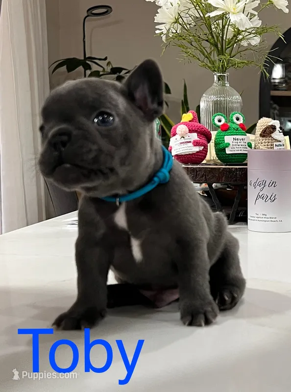 Blue – French Bulldog puppy for sale in Menifee, CA