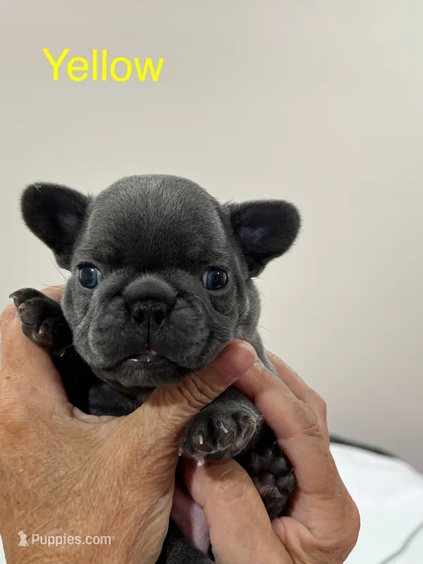 Yellow  – French Bulldog puppy for sale in Menifee, CA