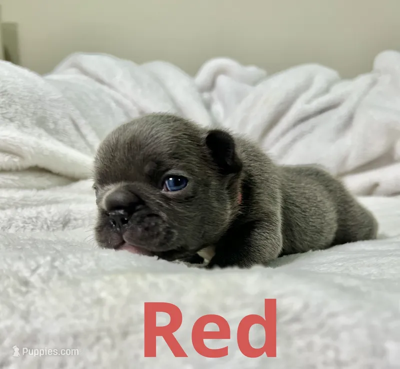 Orange – French Bulldog puppy for sale in Menifee, CA