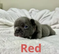 Orange, a male French Bulldog for sale in Menifee, CA – 1 of 3