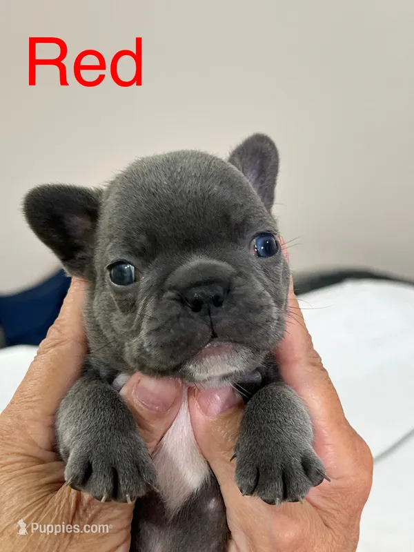 Orange – French Bulldog puppy for sale in Menifee, CA