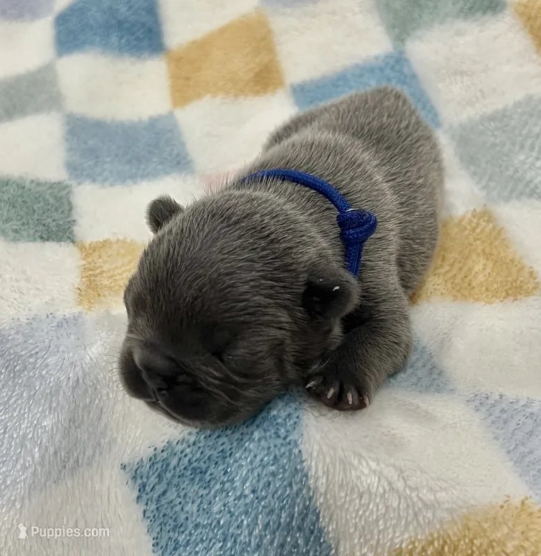 Blue – French Bulldog puppy for sale in Menifee, CA