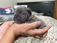 Yellow , a male French Bulldog for sale in Menifee, CA – 2 of 3