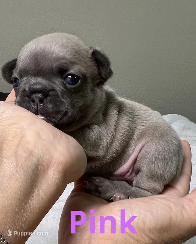 Pink – French Bulldog puppy for sale in Menifee, CA