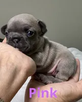 Pink, a female French Bulldog for sale in Menifee, CA – 1 of 2