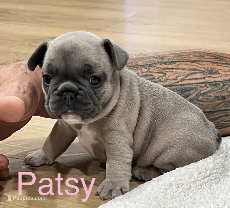 Pink – French Bulldog puppy for sale in Menifee, CA