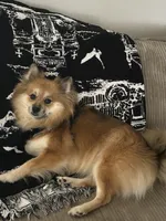 Nola , a female Pomeranian for sale in Monroeville, PA – 8 of 9