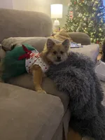 Nola , a female Pomeranian for sale in Monroeville, PA – 7 of 9