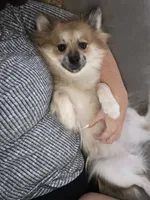 Nola , a female Pomeranian for sale in Monroeville, PA – 6 of 9