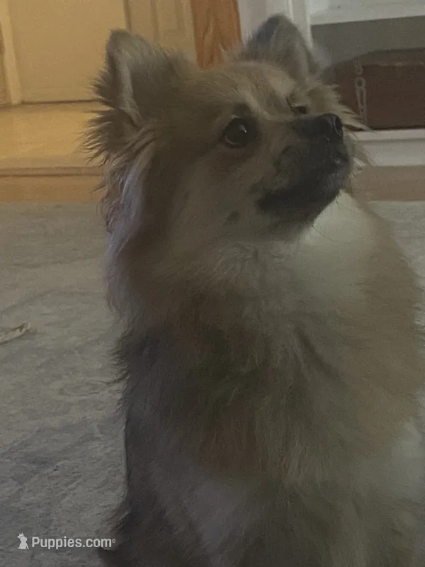 Nola  – Pomeranian puppy for sale in Monroeville, PA