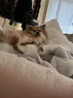 Nola , a female Pomeranian for sale in Monroeville, PA – 5 of 9