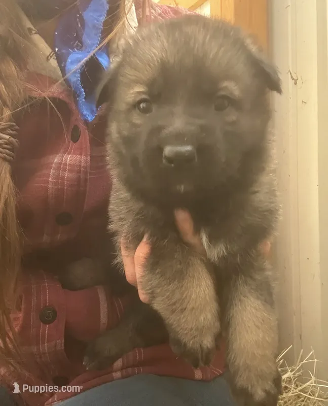 German Shepherd puppies