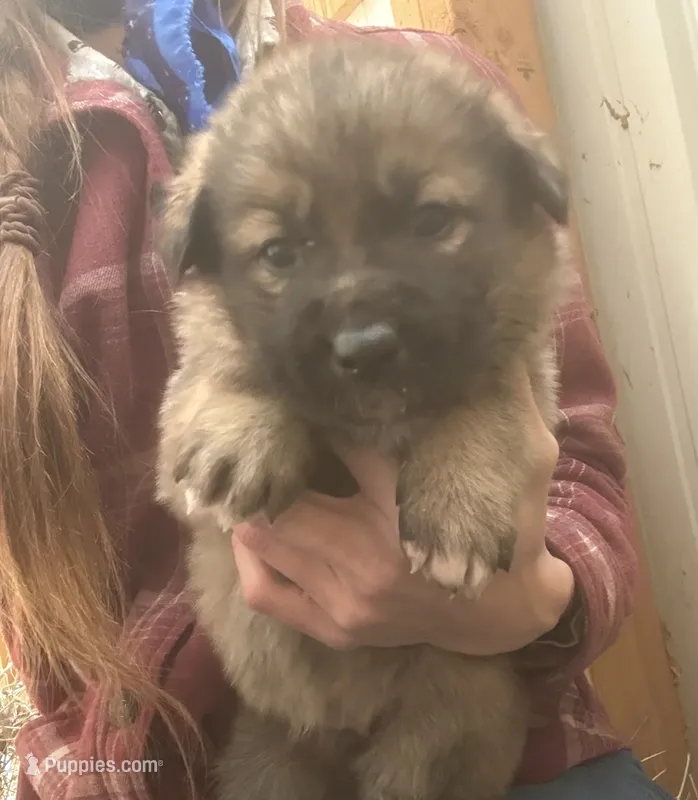 German shepherd puppy