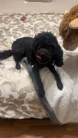 Rigby aka Mr riggs , a male Poodle - Toy  for sale in Saint Louis, MO – 6 of 8
