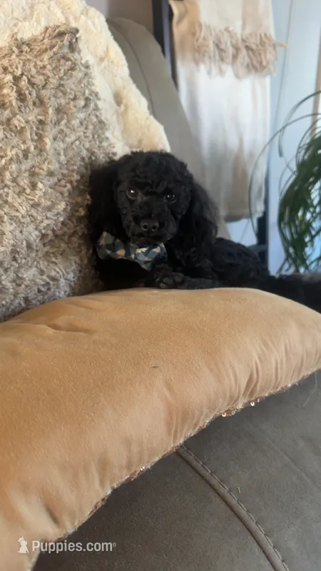 Rigby aka Mr riggs  – Poodle - Toy  puppy for sale in Saint Louis, MO
