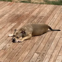 Houdini, a male American Bully for sale in Saint Louis, MO – Photo 2 of 5