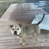 Houdini, a male American Bully for sale in Saint Louis, MO – Photo 5 of 5